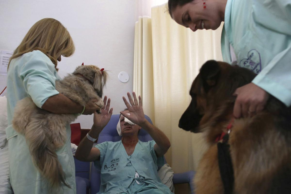 Brazil Pet Therapy Photo Gallery