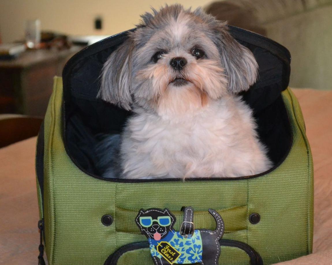 Flying the pet friendly skies Top 10 airports for pet travel Pets