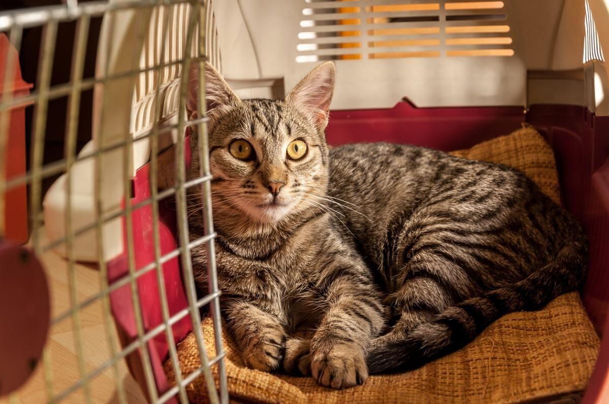 Have Cat, Will Travel! Top Tips for Hotel Stays with ...