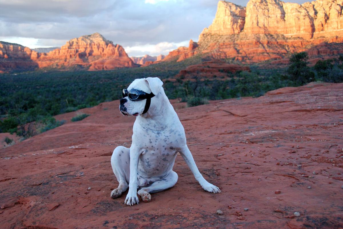 Unique places to "day-trip" with your dog (image)