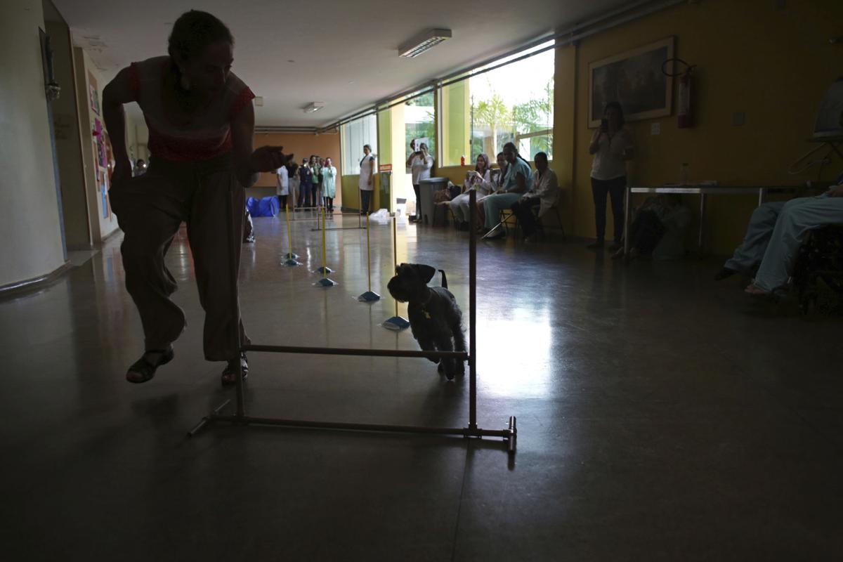 Brazil Pet Therapy Photo Gallery