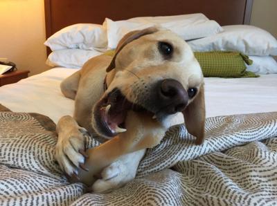 The Best Pet Friendly Hotels In North Carolina Pets Whiskers101 Com