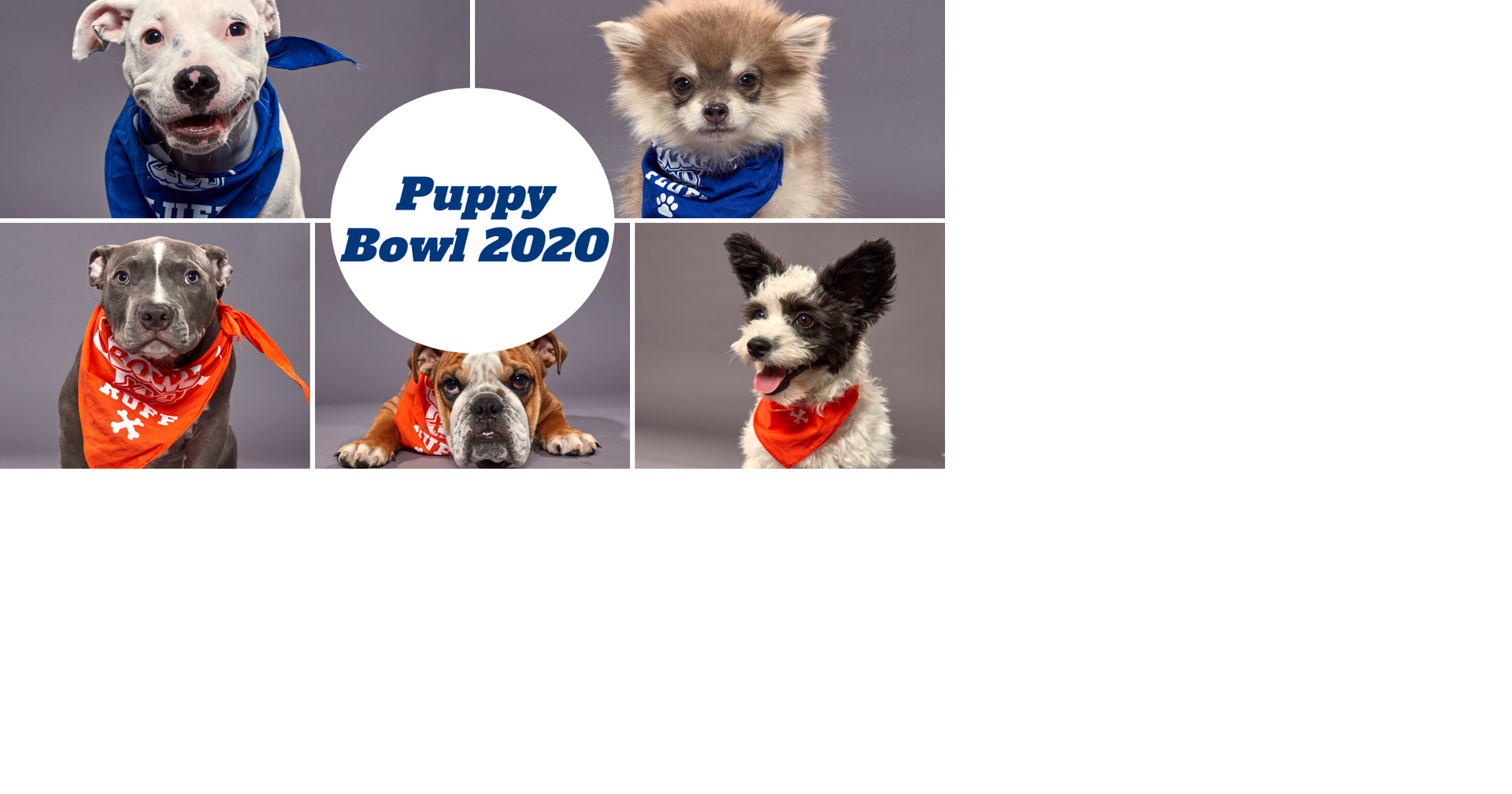 Team Ruff vs Team Fluff: Meet the starting lineup of Puppy Bowl XVI ...
