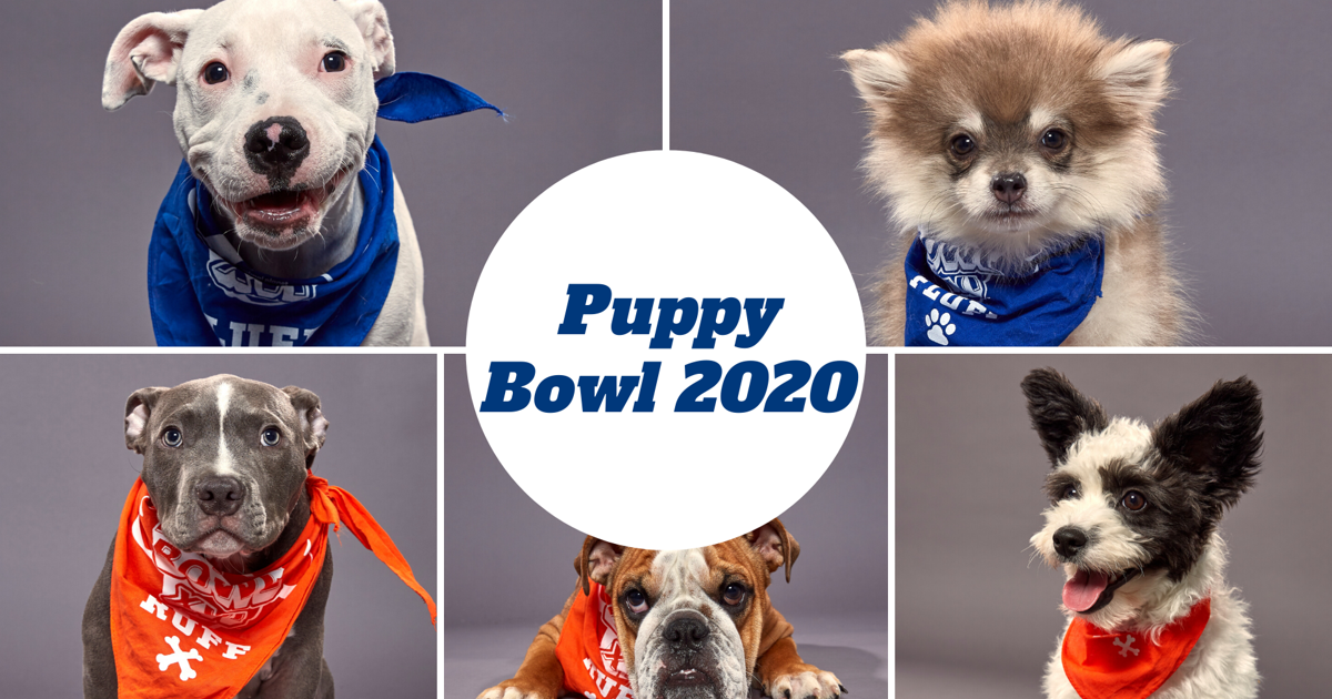 Team Ruff vs Team Fluff: Meet the starting lineup of Puppy Bowl XVI ...