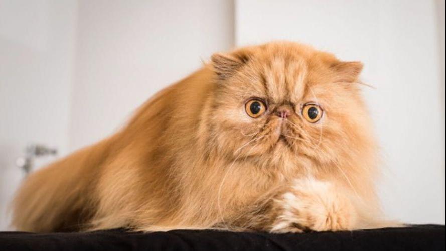 If You’re Obsessed With Cats, You Need To Watch This New Netflix