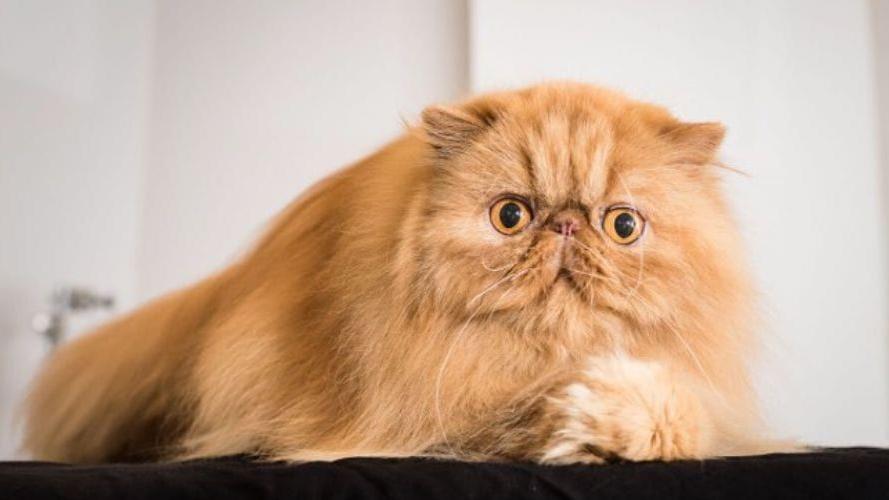 If You’re Obsessed With Cats, You Need To Watch This New Netflix