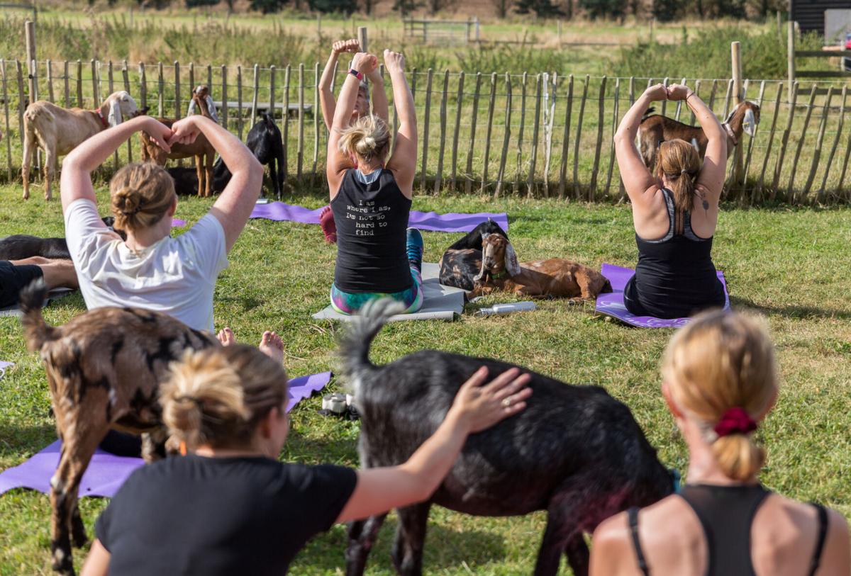 We wouldn’t KID you! Get your chaturanga on with goat yoga (image)