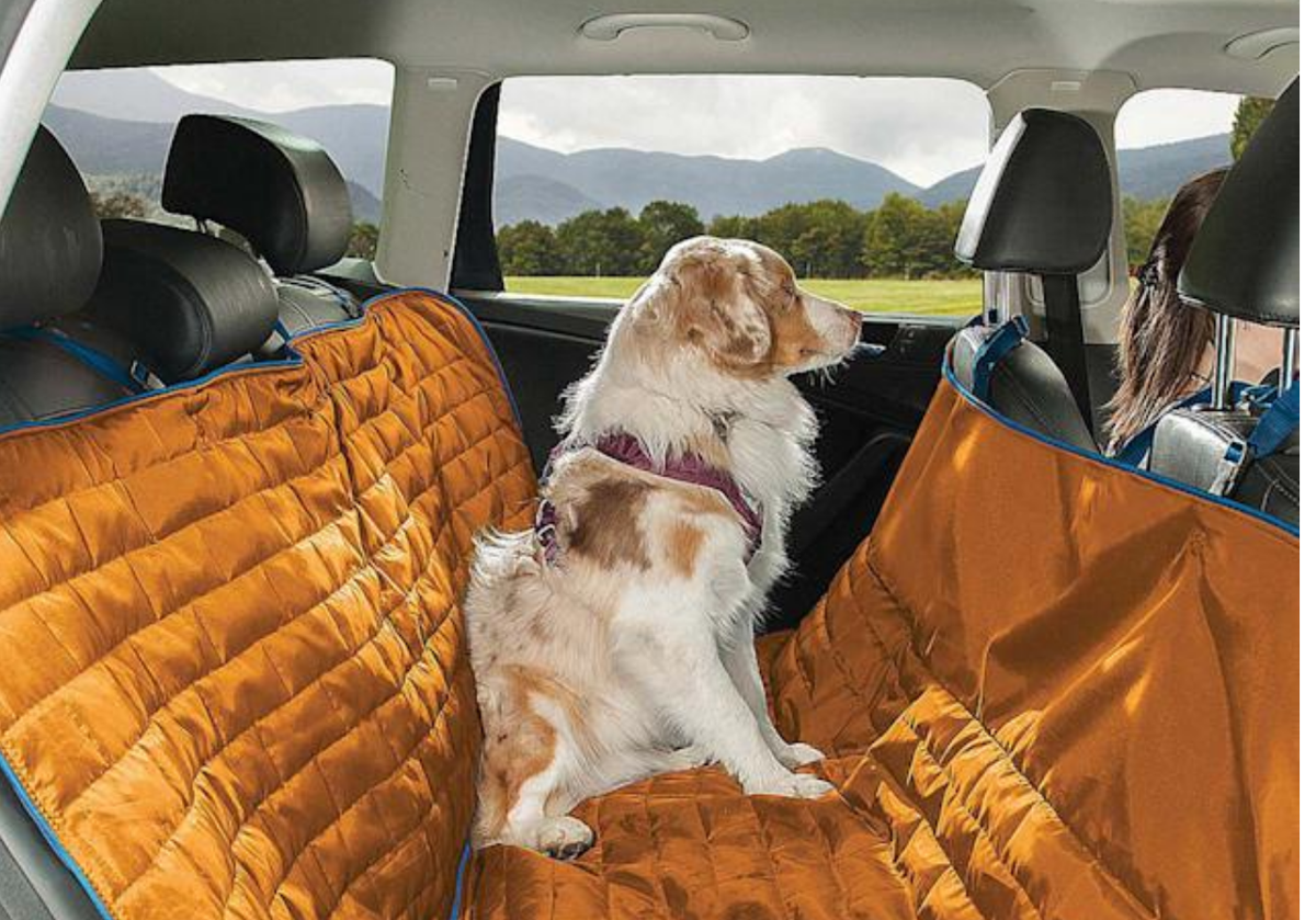 Who’s Buckling Up their Pets and How? Pet travel survey reveals highlights - Image