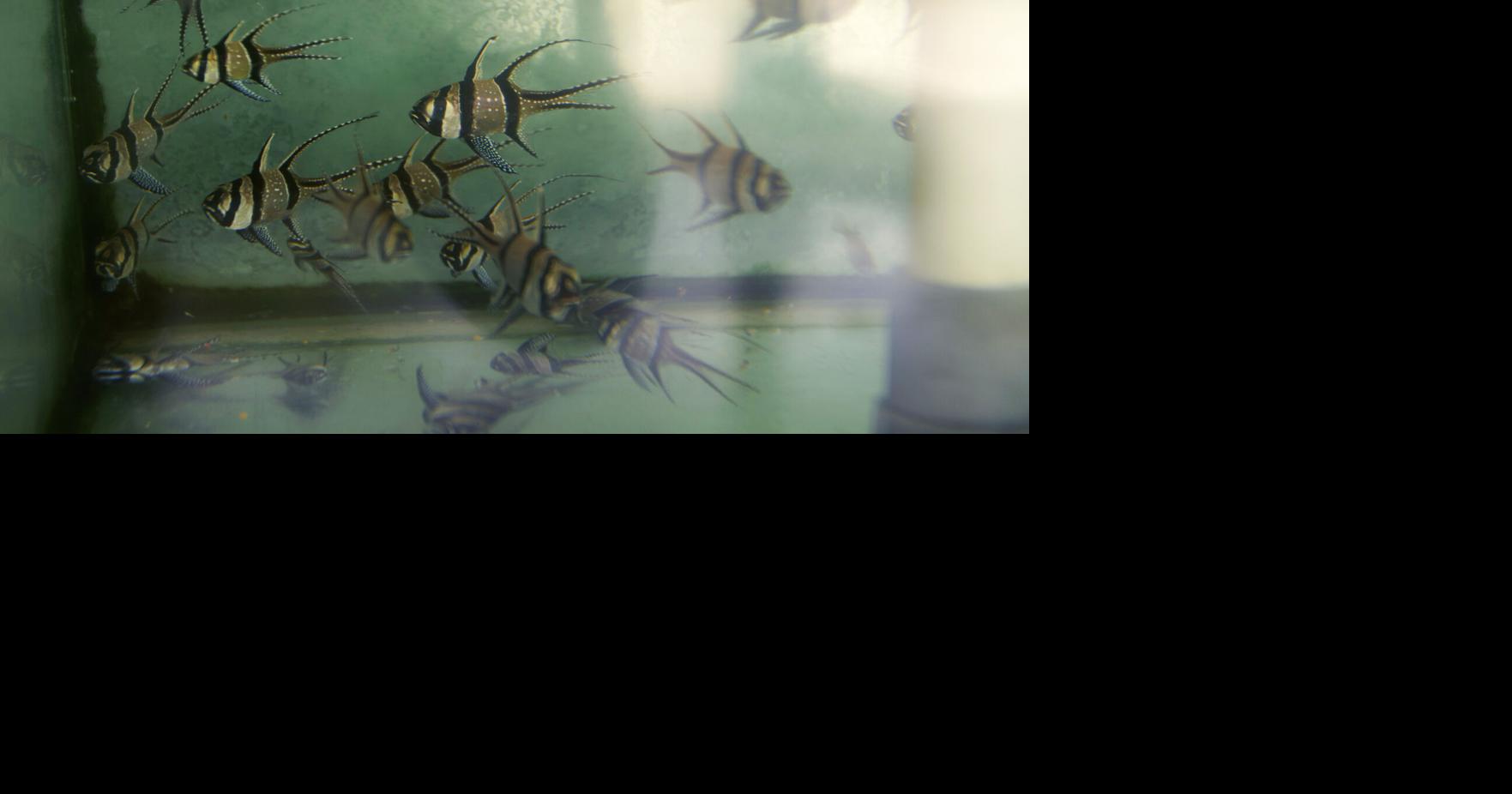 Sparkling fish, murky methods: Something's fishy with global aquarium ...