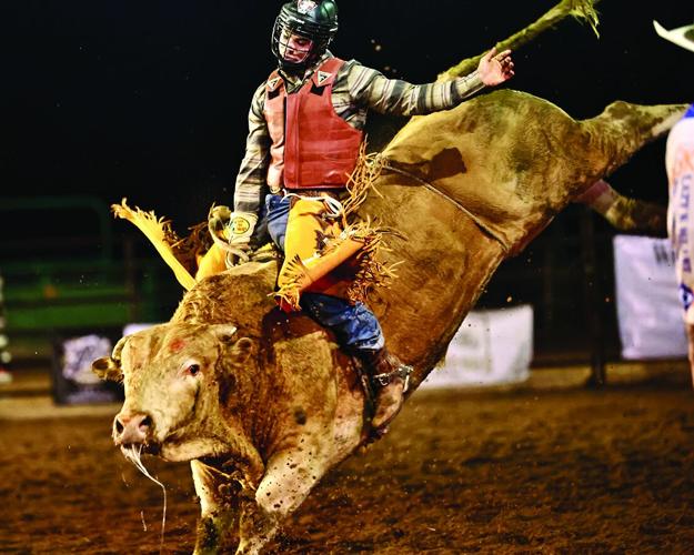 Wild Wickenburg Bull Riding returns | Roping & Riding | wickenburgsun.com