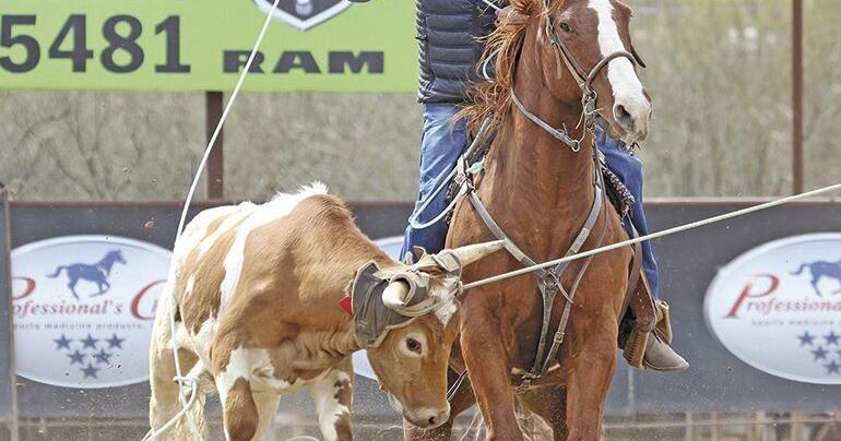 Bring home the bacon | Roping & Riding | wickenburgsun.com