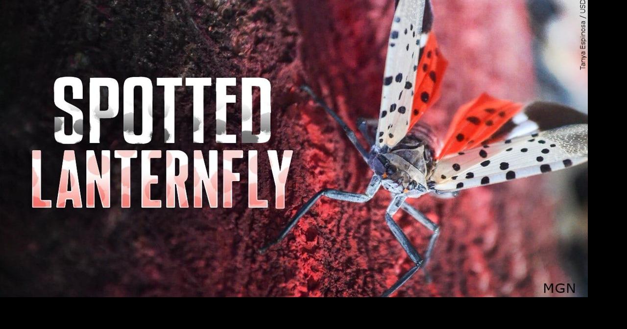 What to do you if see a spotted lanternfly | Video | wicz.com