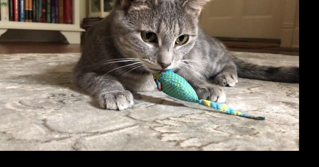 Local Non-Profit Cat Rescue Organization Announces Pair of Fundraising Events