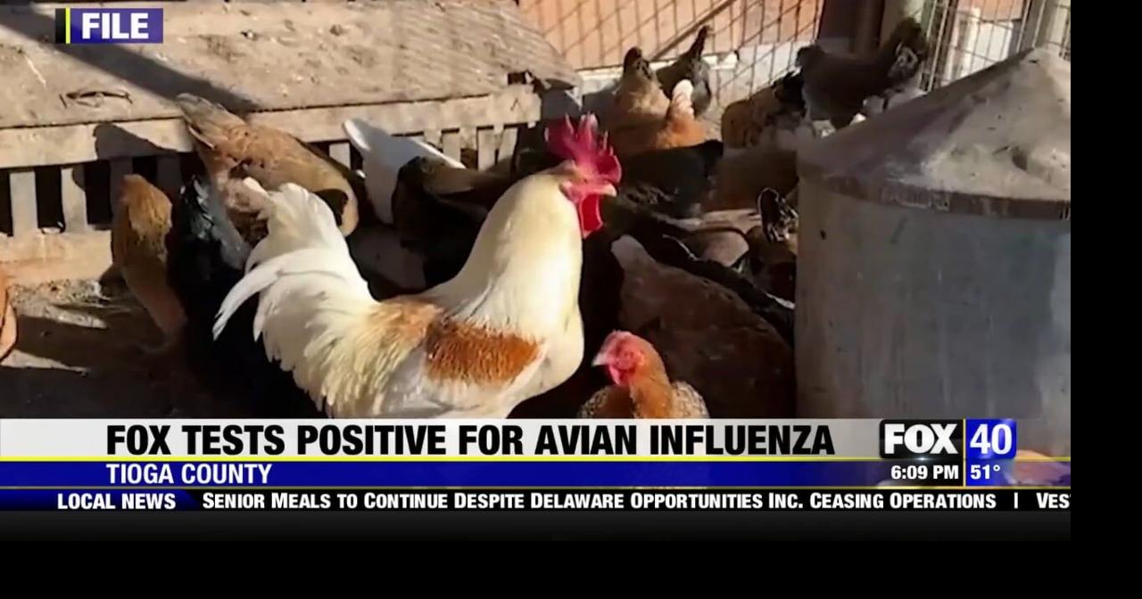 Fox Tests Positive for Avian Influenza in Tioga County | News | wicz.com