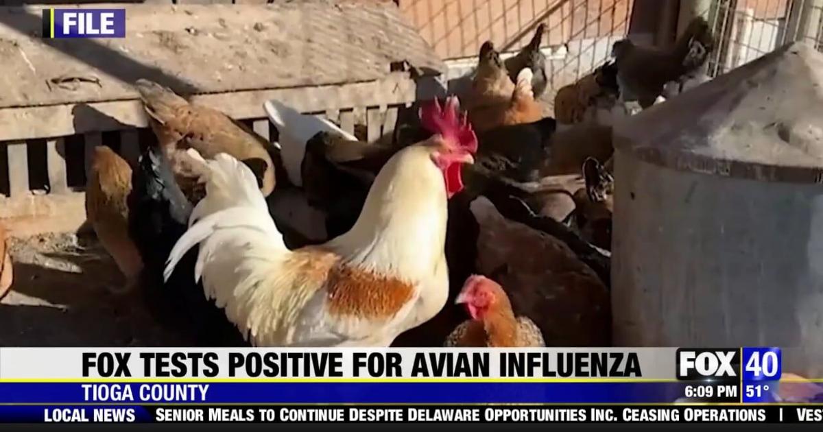 Fox Tests Positive for Avian Influenza in Tioga County | News | wicz.com