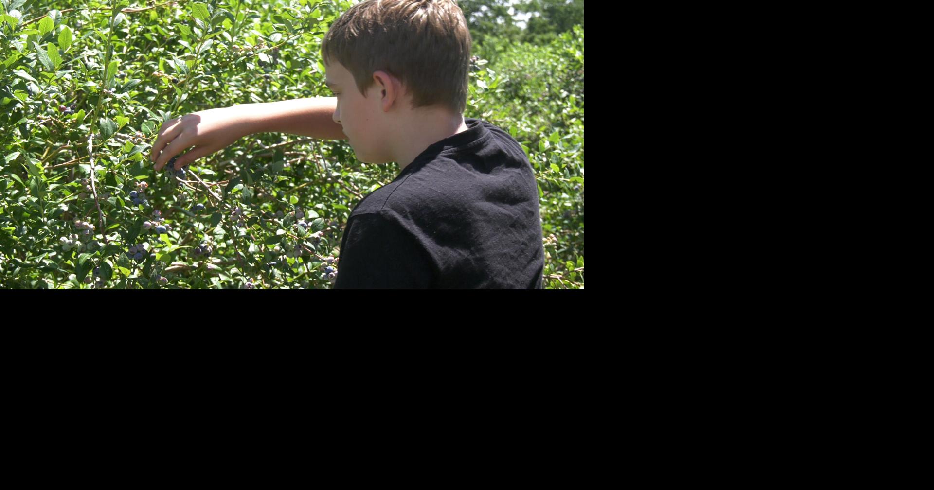 Local Farms Offer "U-Pick" Blueberries for the Summer
