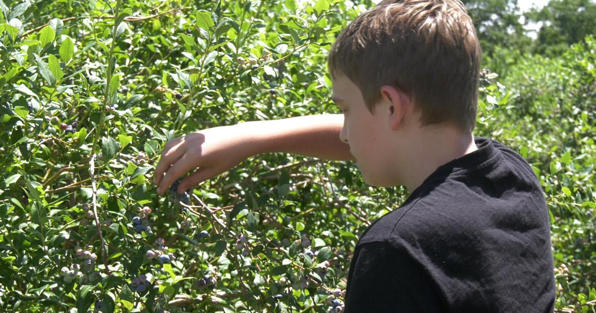 Local Farms Offer "U-Pick" Blueberries for the Summer