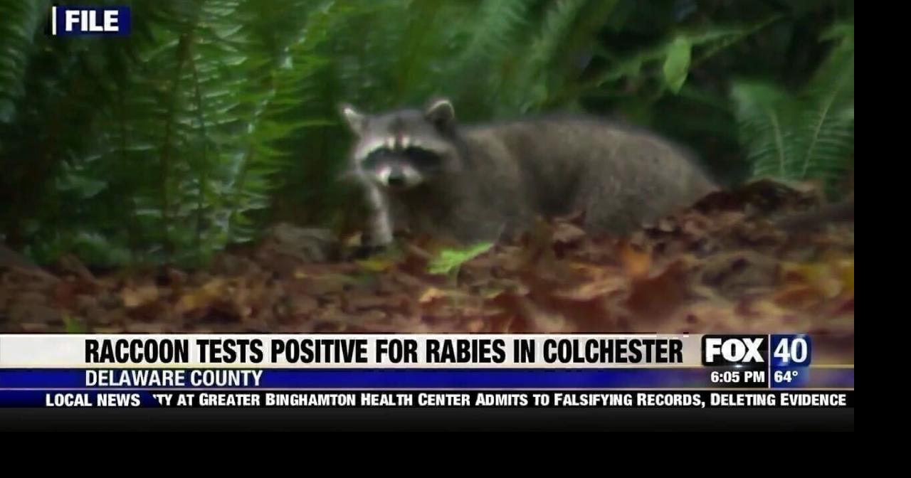 Raccoon Tests Positive for Rabies in Colchester, Vaccinations Clinics ...