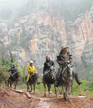 Mule rides limited below Canyon rim | Grand Canyon Local News ...