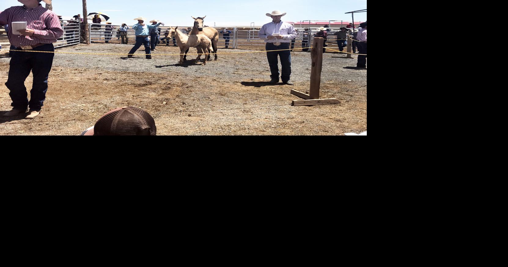 Babbitt Ranches holds annual colt sale north of Flagstaff Features