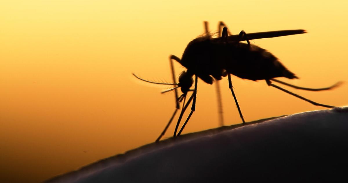 Monsoon Red Insect AZGFD: Monsoon moisture brings increased exposure to insect-borne ...