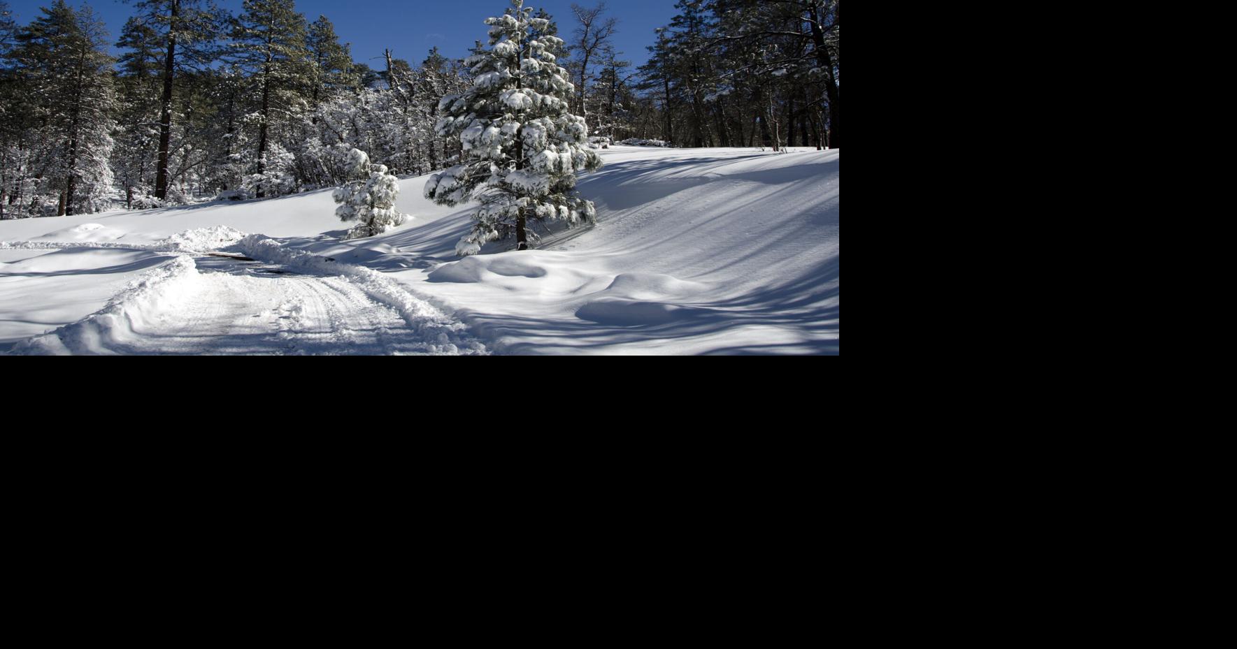 Kaibab National Forest to offer Christmas tree tags starting Nov. 16