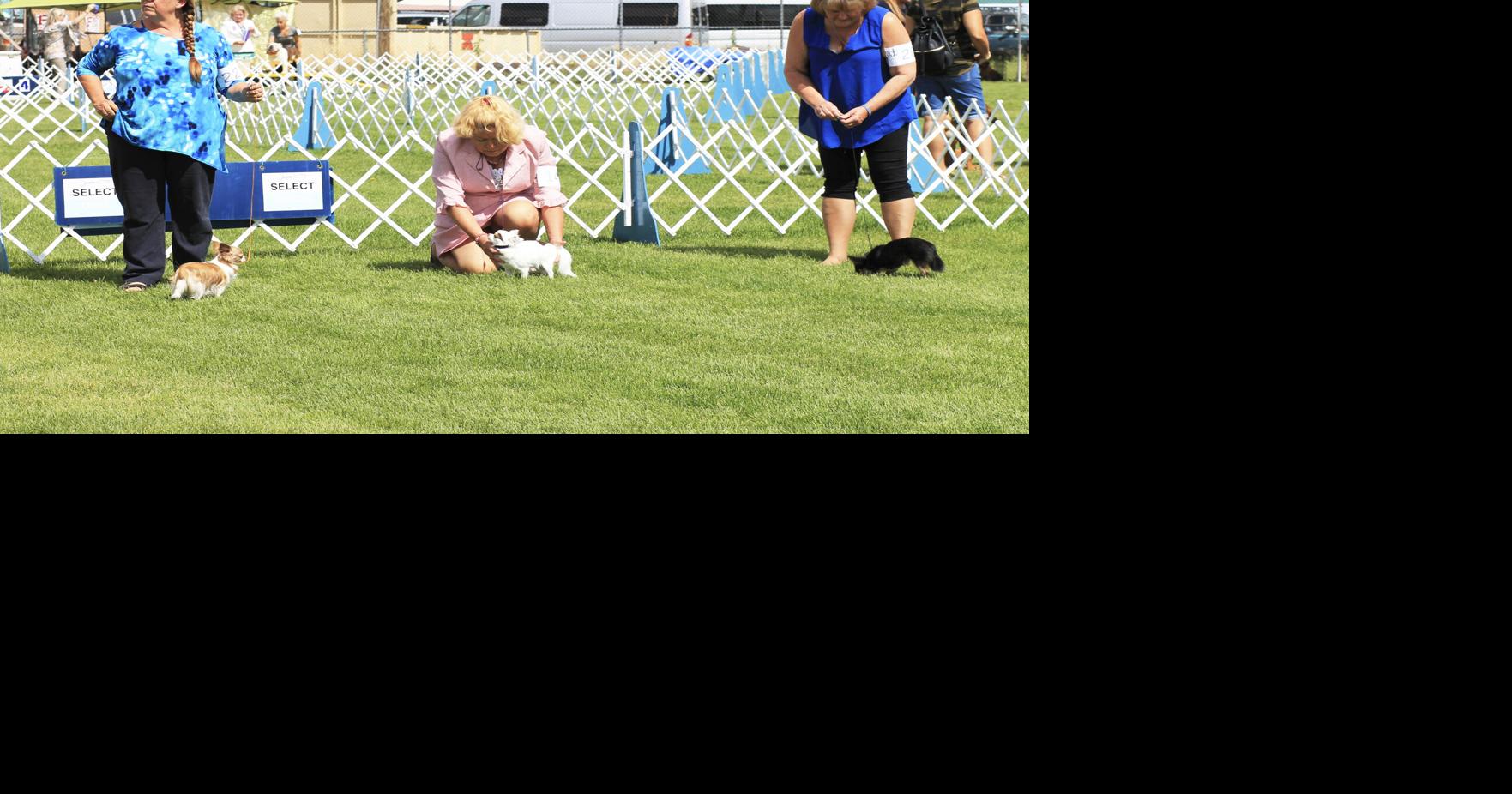 Flagstaff Kennel Club unleashes backtoback shows at Cureton Park