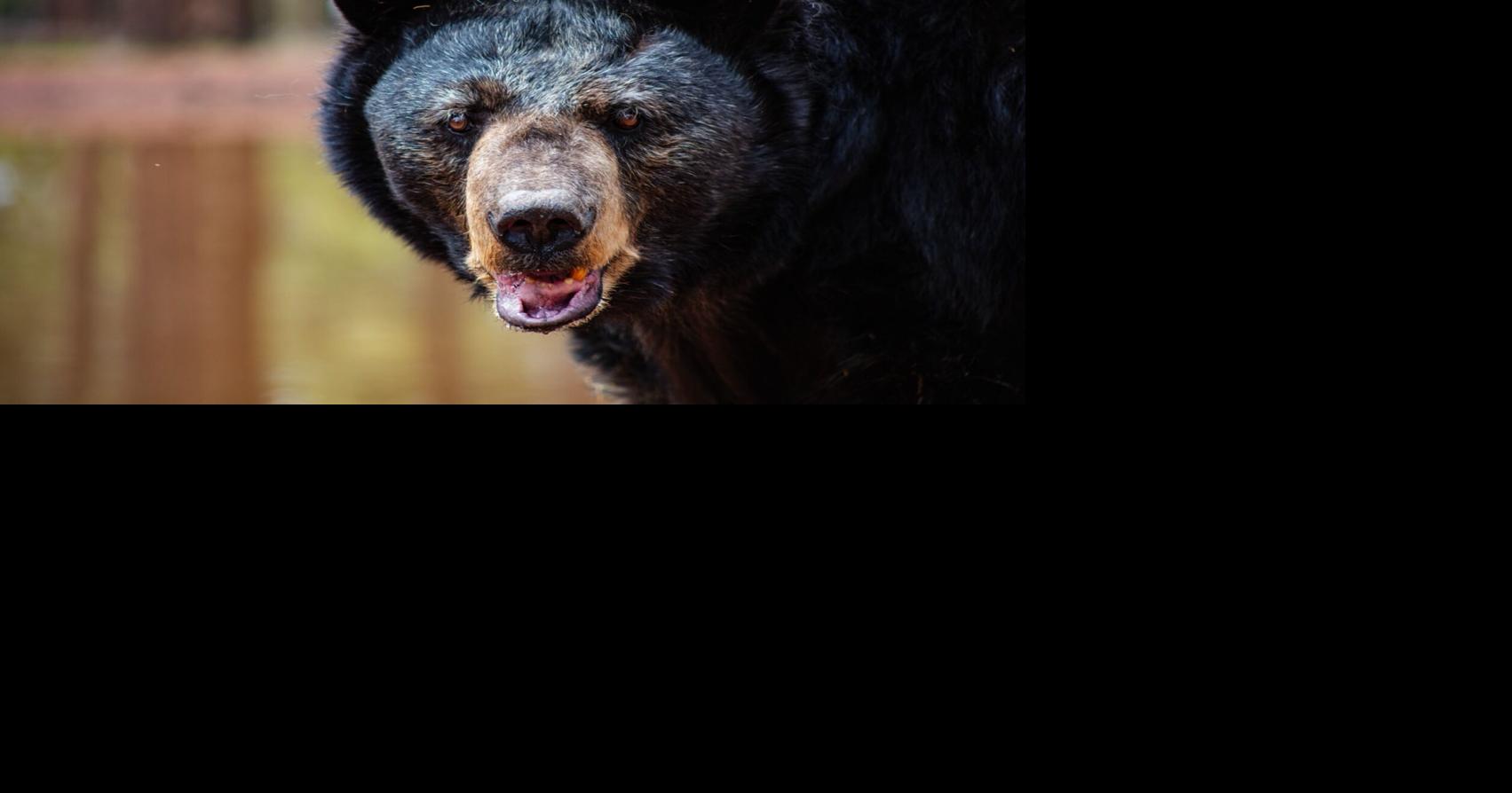 Bearizona mourns the loss of Arthur, the park's oldest animal ...