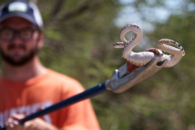 Disected Rattler Silent baby rattlers pose risks for the unsuspecting | News ...