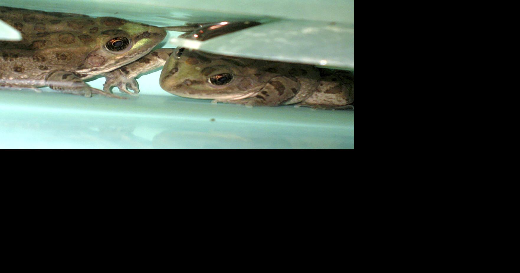 Colorado River no longer suitable for some amphibians, but conservation ...