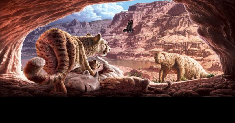 Fossil Hunters Grand Canyon Revelation Ancient Life Revealed - urkn77e