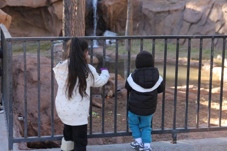 Wildy wonderful Christmas at Bearizona Photo Galleries