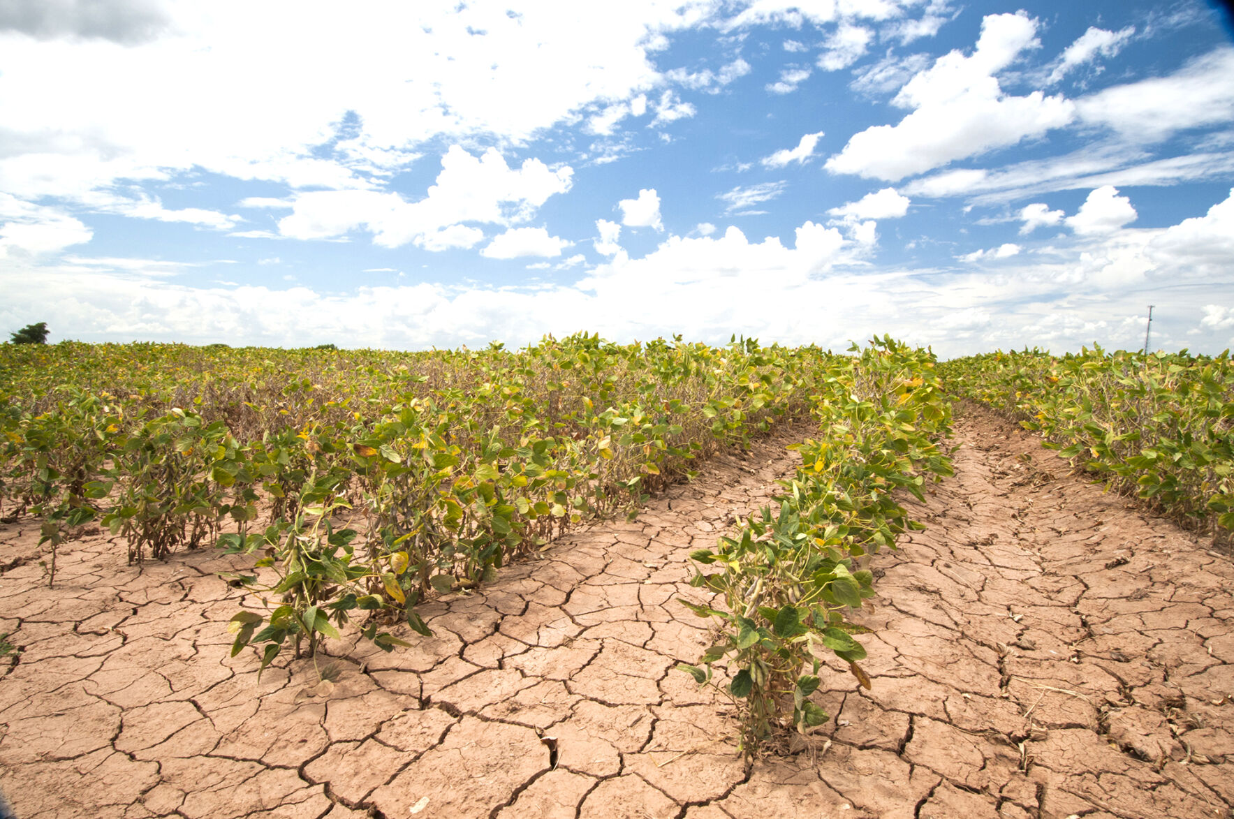 No snow forecast for drought stricken West | Features | williamsnews.com