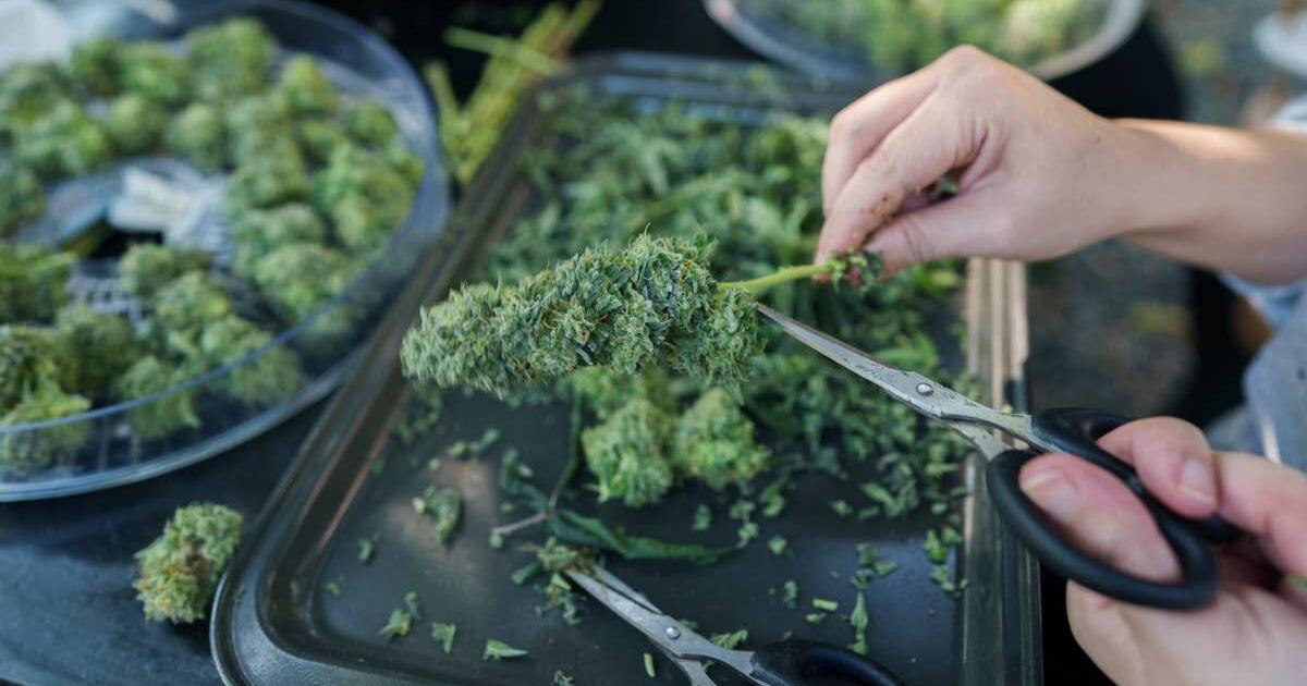 Major cannabis cultivation supply chain provider closes 12 stores
