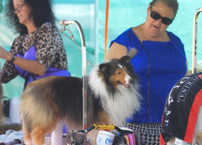Flagstaff Kennel Club Show Photo Galleries