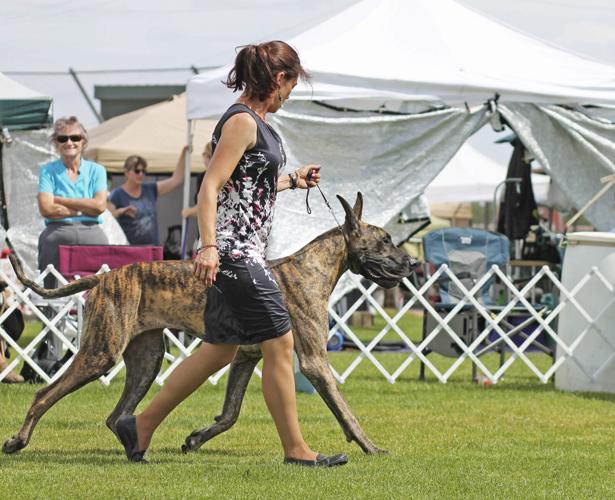 Flagstaff Kennel Club Show Photo Galleries