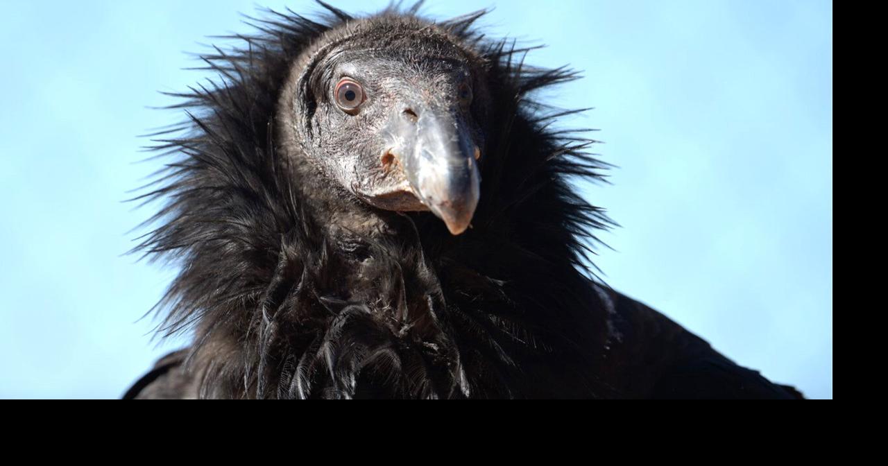 Getting the lead out: California condor population on rebound thanks to ...