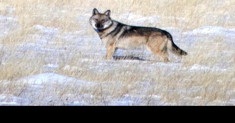 Endangered female Mexican wolf recaptured, paired with mate in