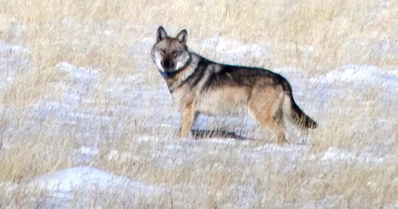Endangered female Mexican wolf recaptured, paired with mate in