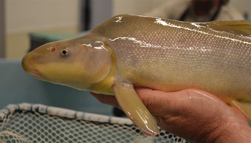 Creature Feature: Native Fish of the Upper Colorado River Basin ...