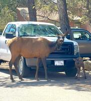 NPS: Give elk, calves their space