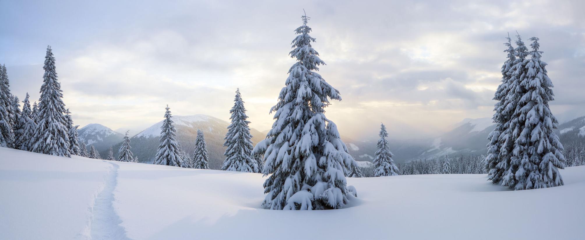 Kaibab Forest Christmas tree permits available now News