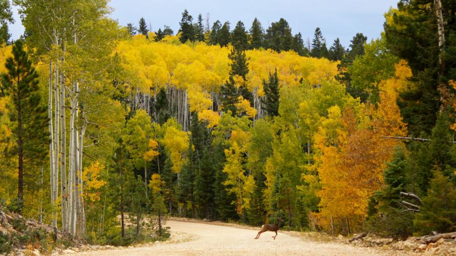 Finding fall in northern Arizona | Features | williamsnews.com