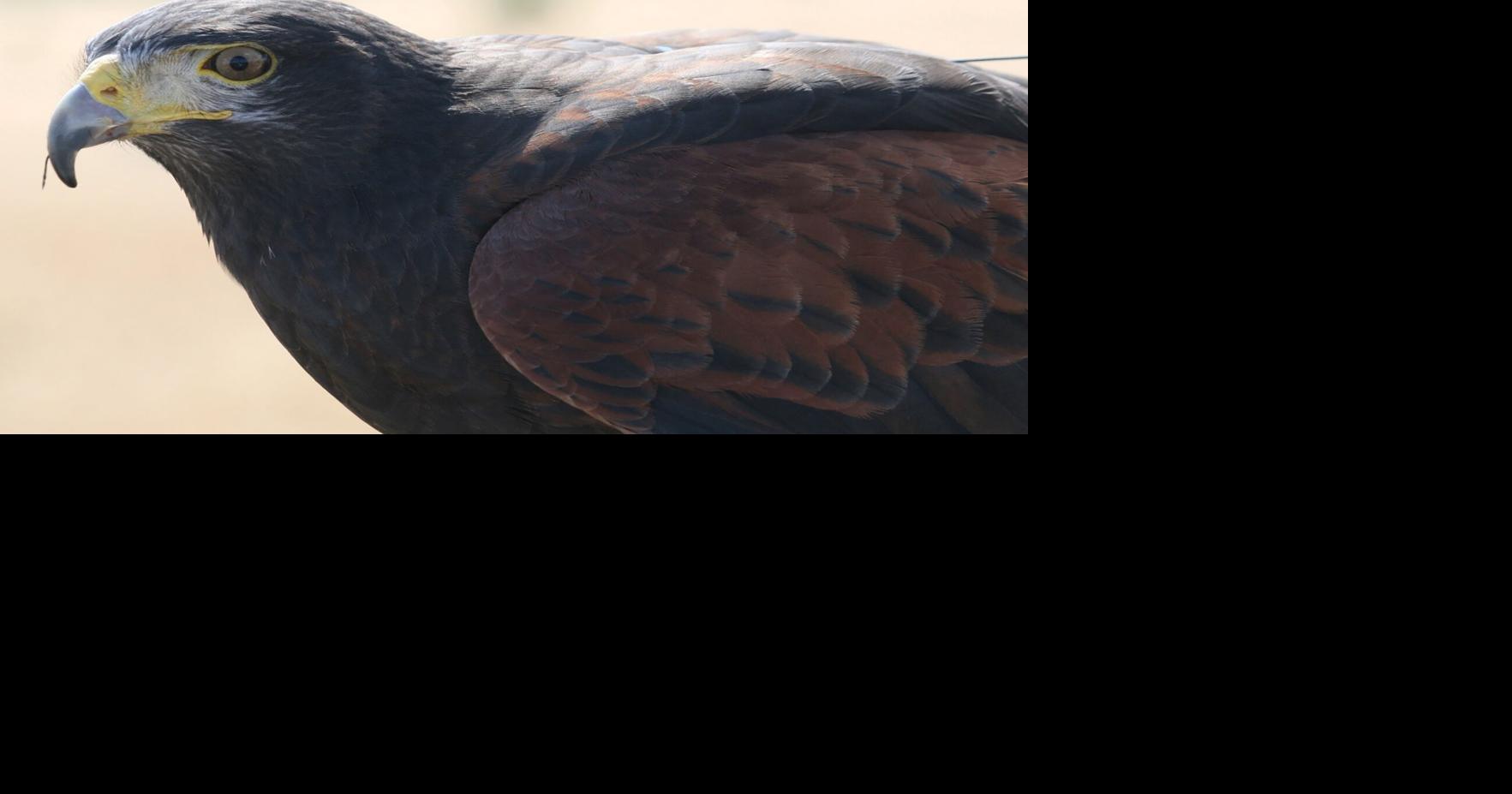 Guest Column: A Raptor experience like no other | Features ...