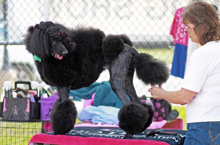 Flagstaff Kennel Club Show Photo Galleries