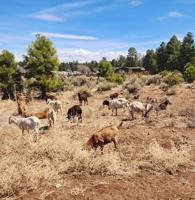 Grazing goats helping with wildfire mitigation in Tusayan