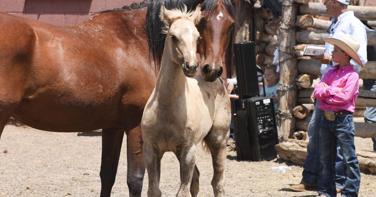 Babbitt Ranches hold annual colt sale west of Flagstaff | Features ...