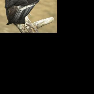 Recent condor mortalities used to expand conservation efforts | Grand ...