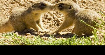 Burrow on over to Bryce Canyon for Utah Prairie Dog Day 2024 - Vimarsana News
