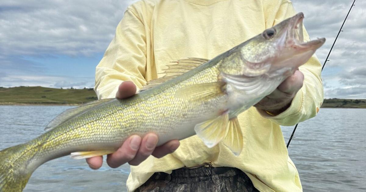 The Peluso Report: Walleyes down deep | Hunting and Outdoors ...